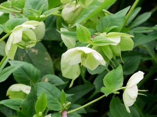 Helleborus orientalis hybrid, lenten rose in garden. Close up. 