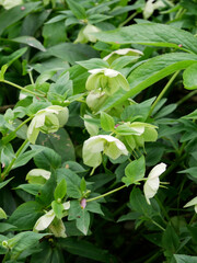 Helleborus orientalis hybrid, lenten rose in garden. Close up. 