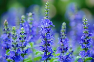 Blue Salvia Flowers in Garden: Beautiful Perennial Sage in White and Green Background
