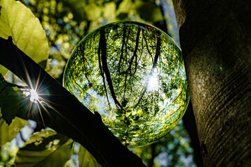 Springtime forest with sun shining through crystal lensball leaves and branches. Nature, forestry,...