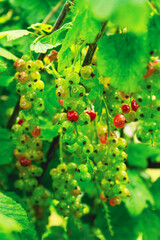 Ribes rubrum, shrub with berries