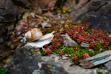 Snail on rock