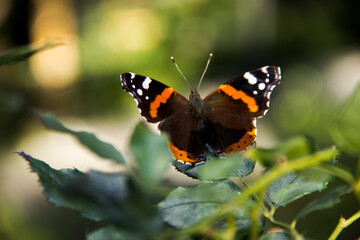 butterfly on a flower