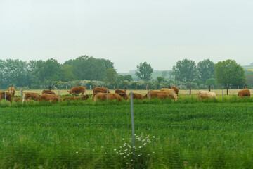 Herd of Brown Cattle Grazing on Lush Green Meadow