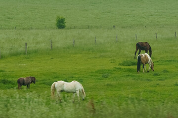 Herd of Horses Grazing on Lush Green Field