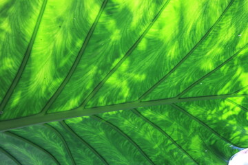 green leaf texture