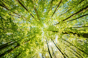 a view up into the trees direction sky - sustainability picture - stock photo - sunstar