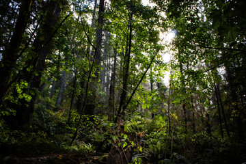 forest in the morning