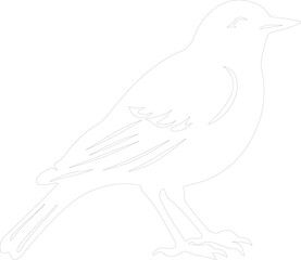 Fototapeta premium American Robin outline