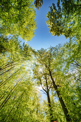 Obraz premium a view up into the trees direction sky - sustainability picture - stock photo - sunstar