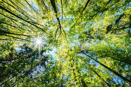 a view up into the trees direction sky - sustainability picture - stock photo - sunstar - Powered by Adobe