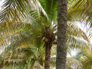 palm tree