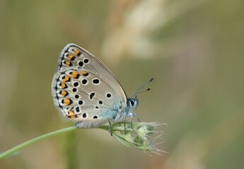 Fototapeta na wymiar butterflies in wildlife and what we see through the lens