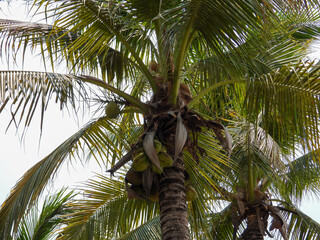 palm tree