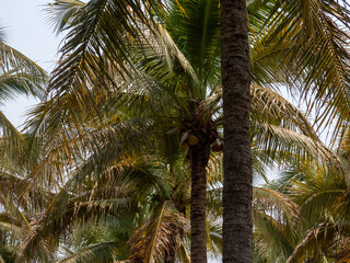 palm tree