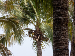 palm tree