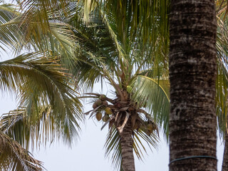 palm tree
