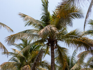 palm tree