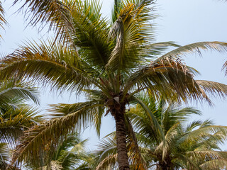 palm tree