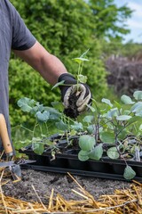 Kartoffelturm im Garten mit Kohlrabi bepflanzen, Gartenarbeit, Jungpflanze eingraben
