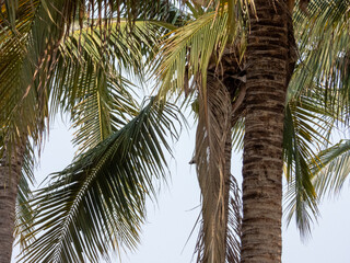palm tree
