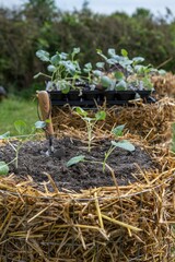 Kartoffelturm im Garten mit Kohlrabi bepflanzen, Gartenarbeit, Jungpflanze eingraben
