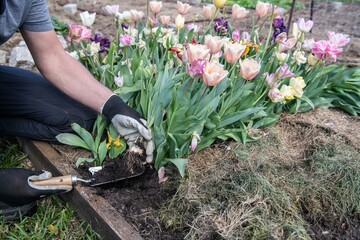 Im Frühjahr Tulpen aus dem Beet entfernen, Frühblüher, Gartenarbeit

