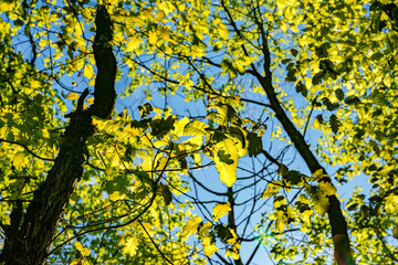 a view up into the trees direction sky - sustainability picture - stock photo - sunstar