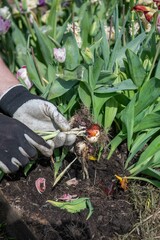 Im Frühjahr Tulpen aus dem Beet entfernen, Frühblüher, Gartenarbeit
