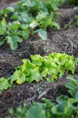 Gemüsebeet mit Rasenschnitt mulchen, Gartenarbeit, Selbstversorgung
