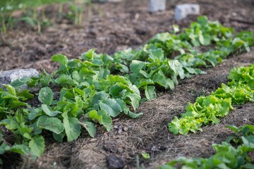 Gemüsebeet mit Rasenschnitt mulchen, Gartenarbeit, Selbstversorgung
