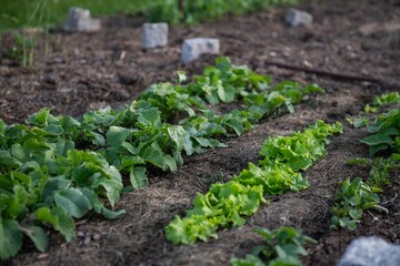 Gemüsebeet mit Rasenschnitt mulchen, Gartenarbeit, Selbstversorgung
