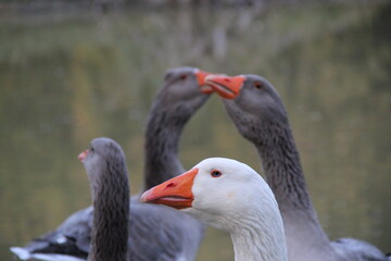 two white geese