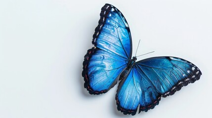 Blue butterfly on white background