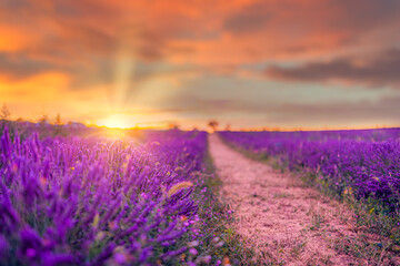 Naklejka premium Wonderful nature landscape, amazing sunset scenery with blooming lavender flowers. Moody sky, pastel colors on bright landscape view. Floral panoramic meadow nature in lines with trees and horizon