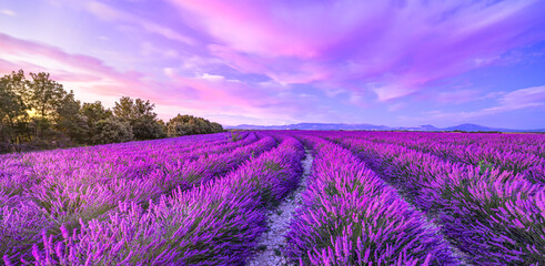 Obraz premium Wonderful nature landscape, amazing sunset scenery with blooming lavender flowers. Moody sky, pastel colors on bright landscape view. Floral panoramic meadow nature in lines with trees and horizon