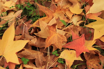 autumn leaves on the ground