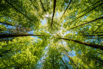 a view up into the trees direction sky - sustainability picture - stock photo - sunstar