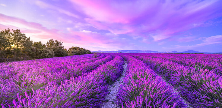 Fototapeta Wonderful nature landscape, amazing sunset scenery with blooming lavender flowers. Moody sky, pastel colors on bright landscape view. Floral panoramic meadow nature in lines with trees and horizon