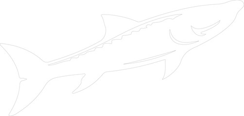 Obraz premium barracuda outline