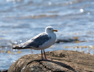 Obraz premium Herring Gull standing on a rock