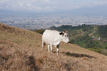 Weiße Kuh auf Weide in den Bergen von Escazú Berglandschaft bei San José in Costa Rica mit Blick...