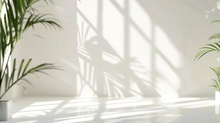 Abstract white studio background for product presentation with green tropical trees and tropical sun Shadow on the wall