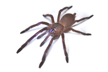 Closeup picture of the electric blue tarantula Chilobrachys natanicharum, a newly discovered spider species from Thailand, photographed on white background.