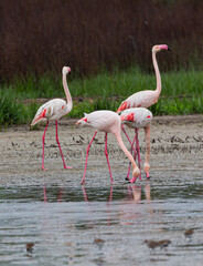Flamimgos, Fuente de Piedra Lagoon