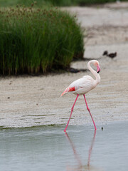 Flamimgos, Fuente de Piedra Lagoon
