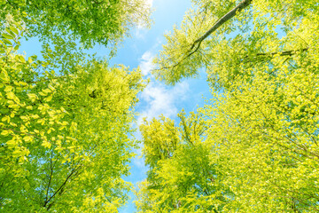 a view up into the trees direction sky - sustainability picture - stock photo - sunstar