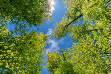 a view up into the trees direction sky - sustainability picture - stock photo - sunstar