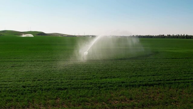 Aerial view of irrigation system rain guns sprinkler on agricultural wheat field helps to grow plants in the dry season, increases crop yields. agricultural irrigation land farm.