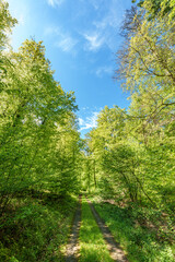 Fototapeta na wymiar Sunshine filters through trees on woodland path, creating dappled shade - sustainability picture - stock photo - sunstar